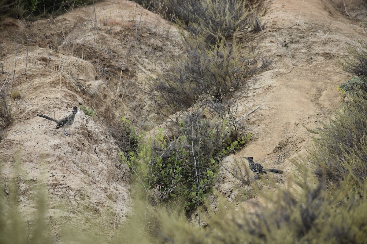 Greater Roadrunner - ML646658370