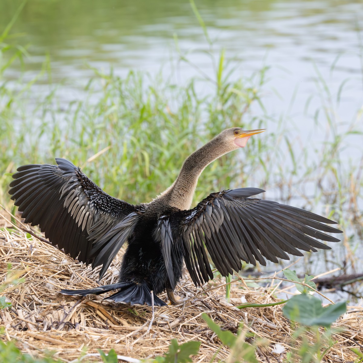 Anhinga - ML646658371