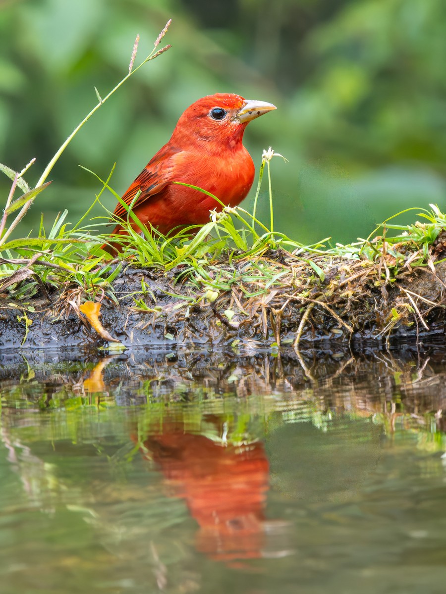 Summer Tanager - ML646658372