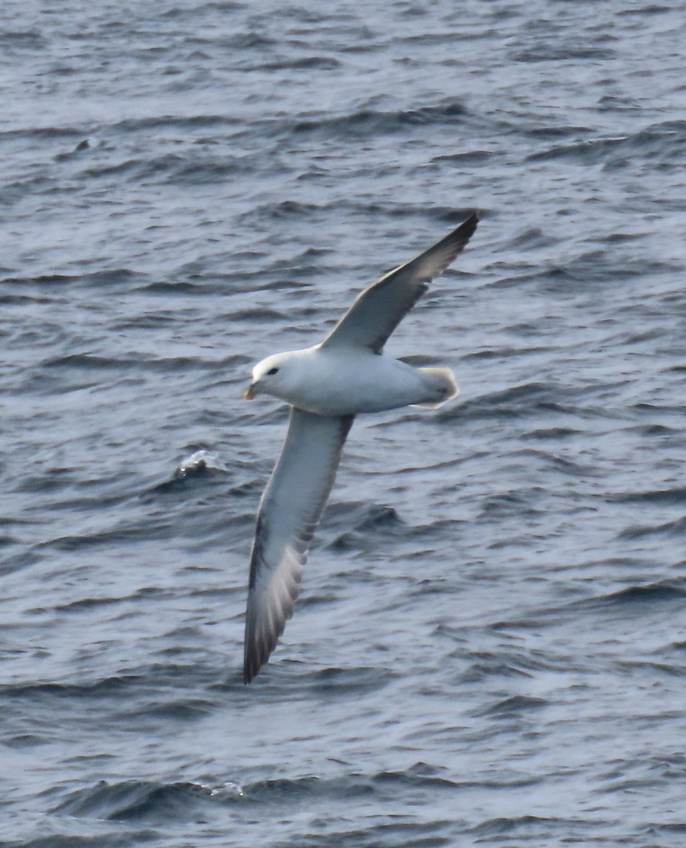 Northern Fulmar - ML646658373