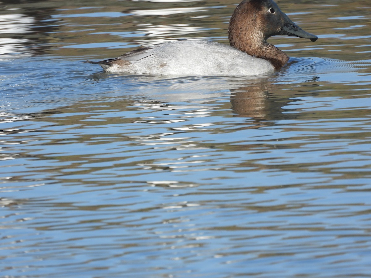 Canvasback - ML646658374