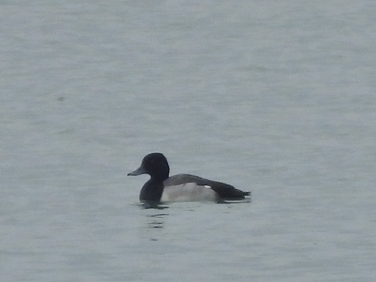 Greater Scaup - ML646658375