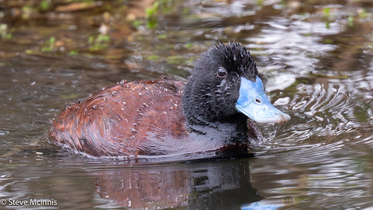 Blue-billed Duck - ML646658376