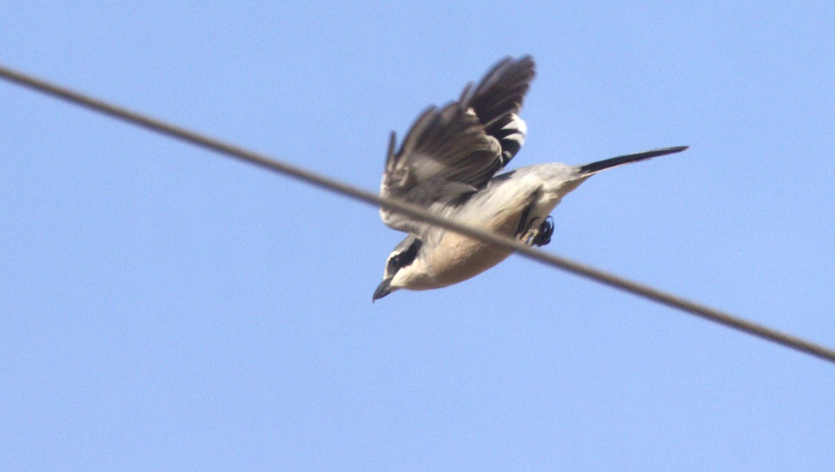 Iberian Gray Shrike - ML646658377