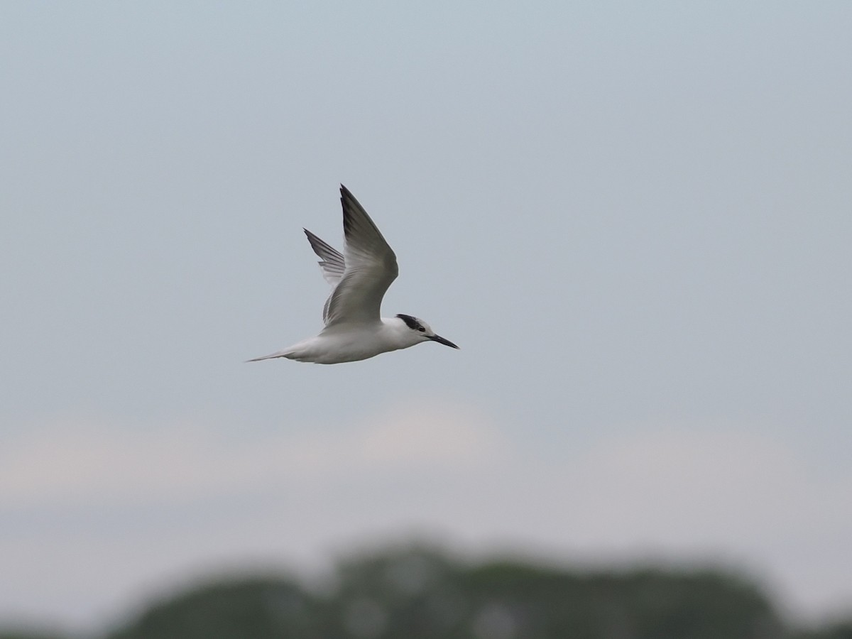 Sandwich Tern - ML646658381