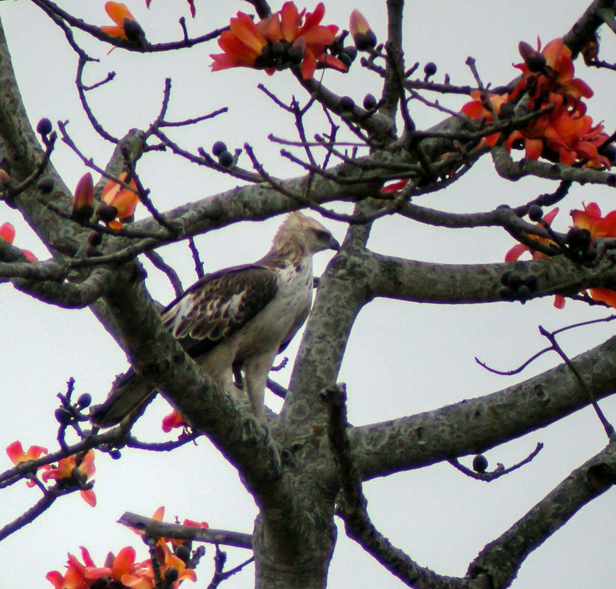 Changeable Hawk-Eagle - ML646658382