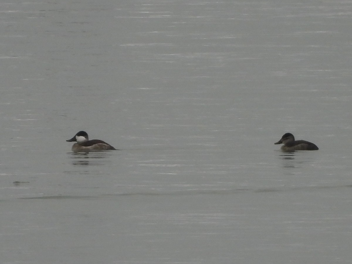 Ruddy Duck - ML646658383