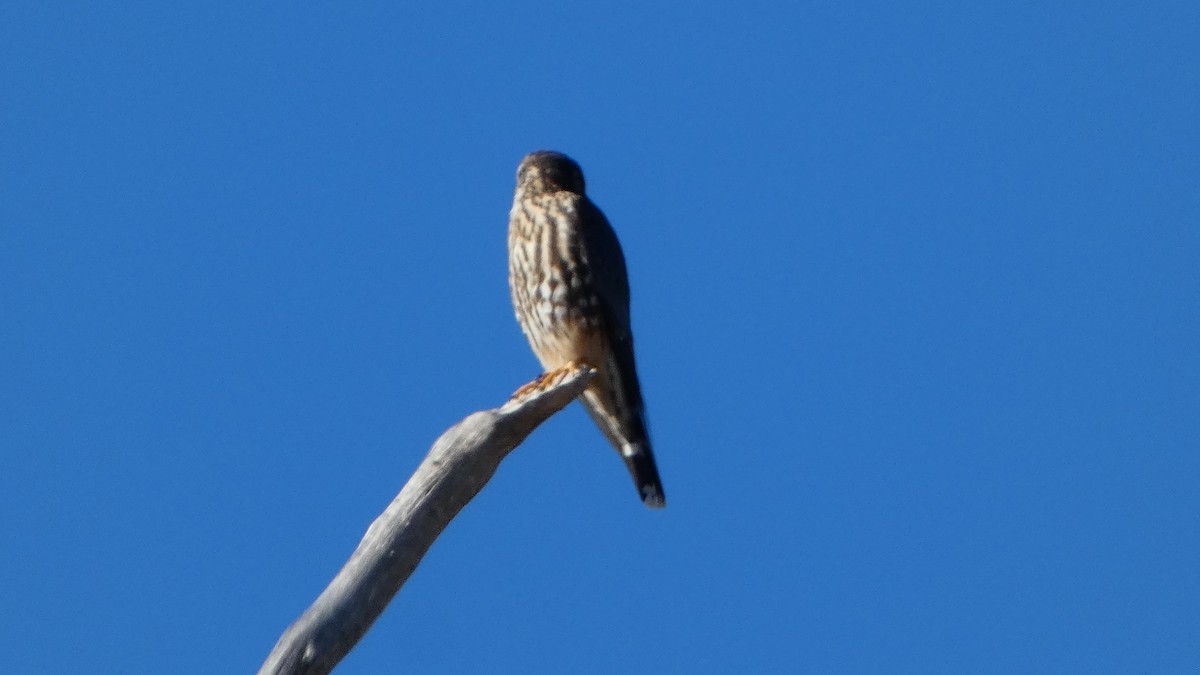 Merlin (Prairie) - ML646658384