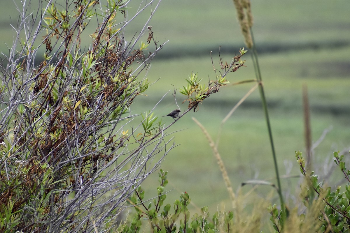 Bushtit - ML646658385