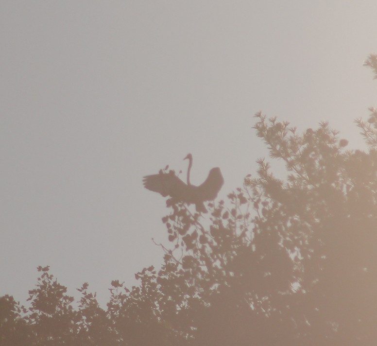 Great Egret - ML646658386