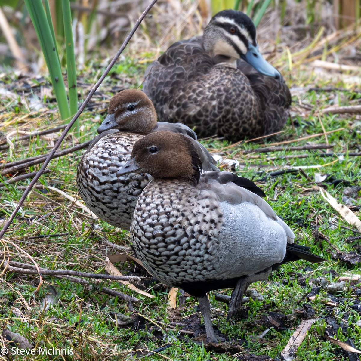 Maned Duck - ML646658389