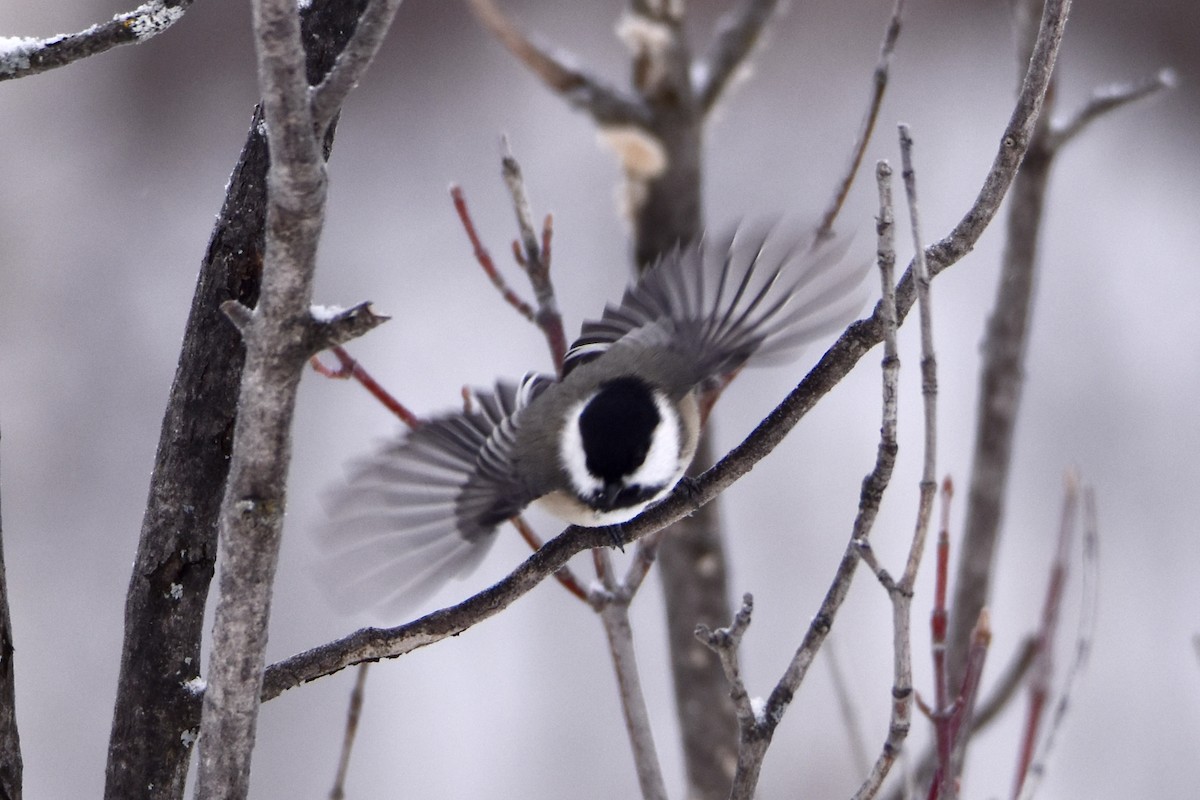 Black-capped Chickadee - ML646658390