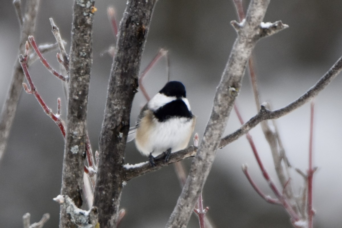 Black-capped Chickadee - ML646658391