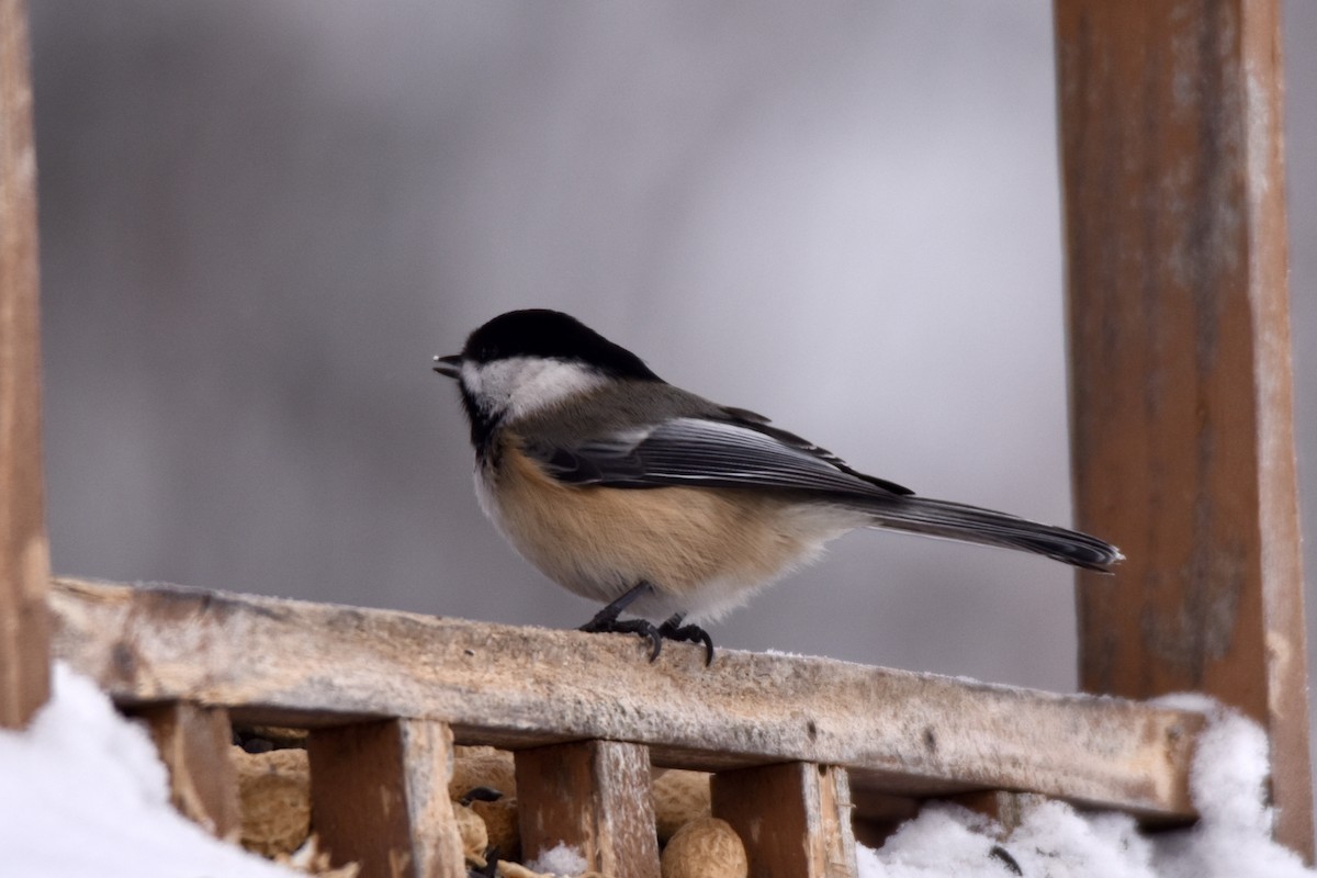 Black-capped Chickadee - ML646658392