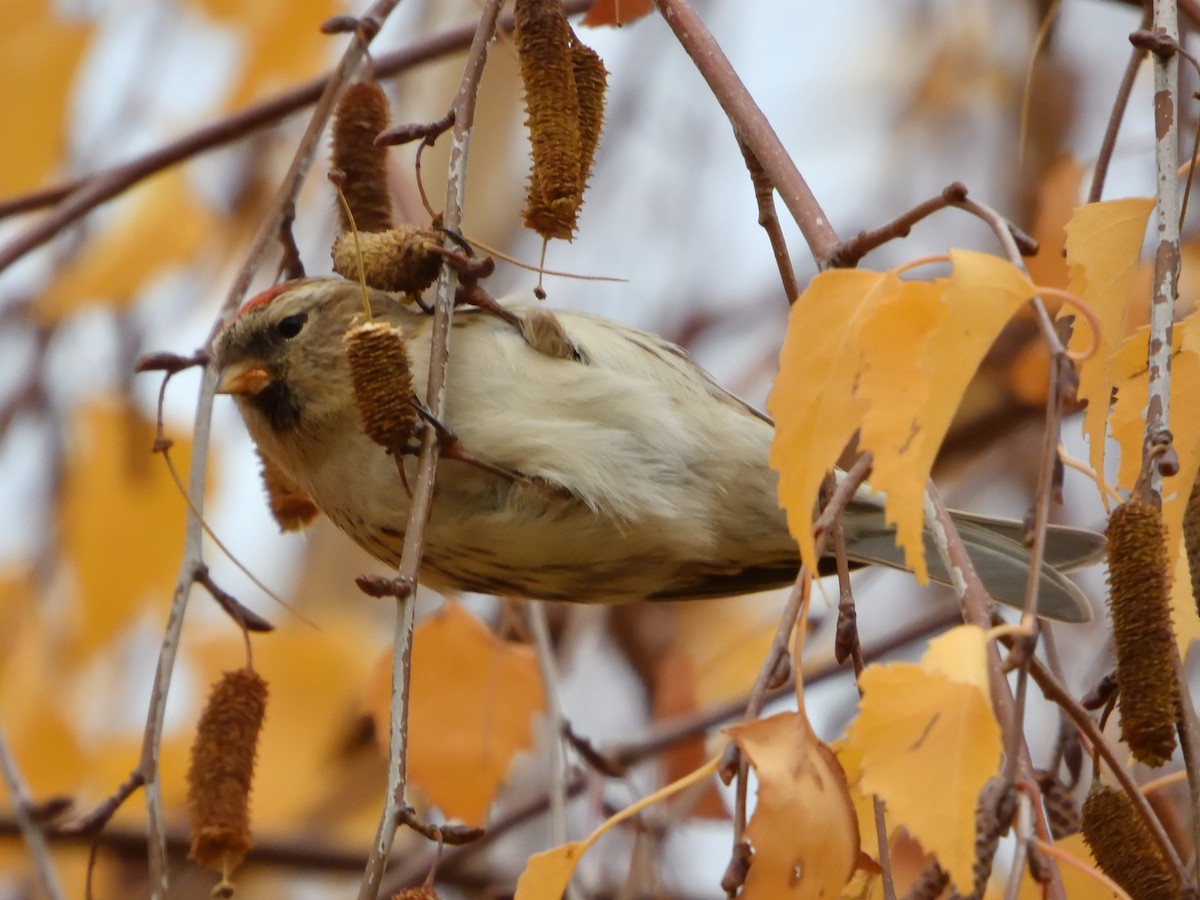 Redpoll - ML646658393