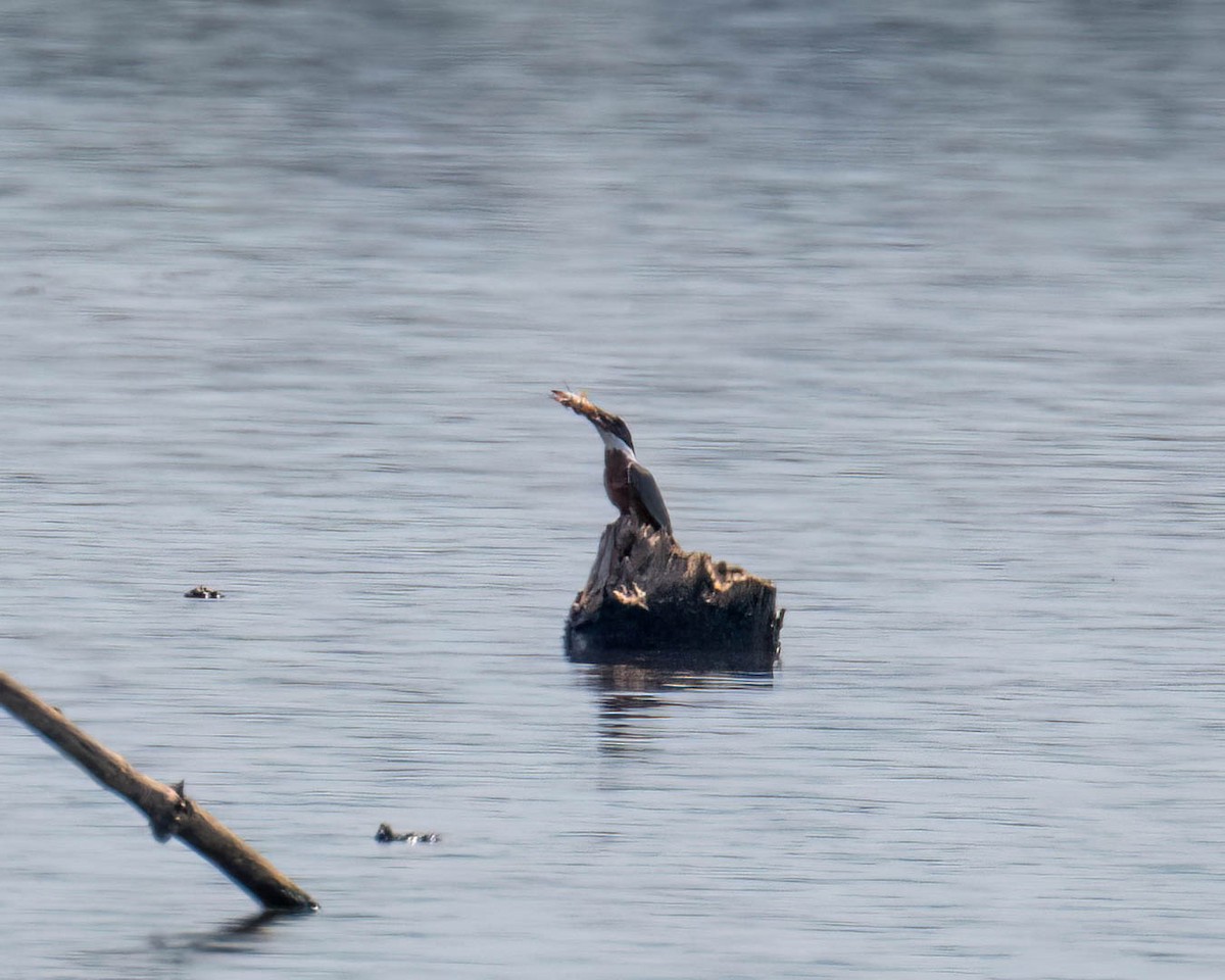 Ringed Kingfisher - ML646658394