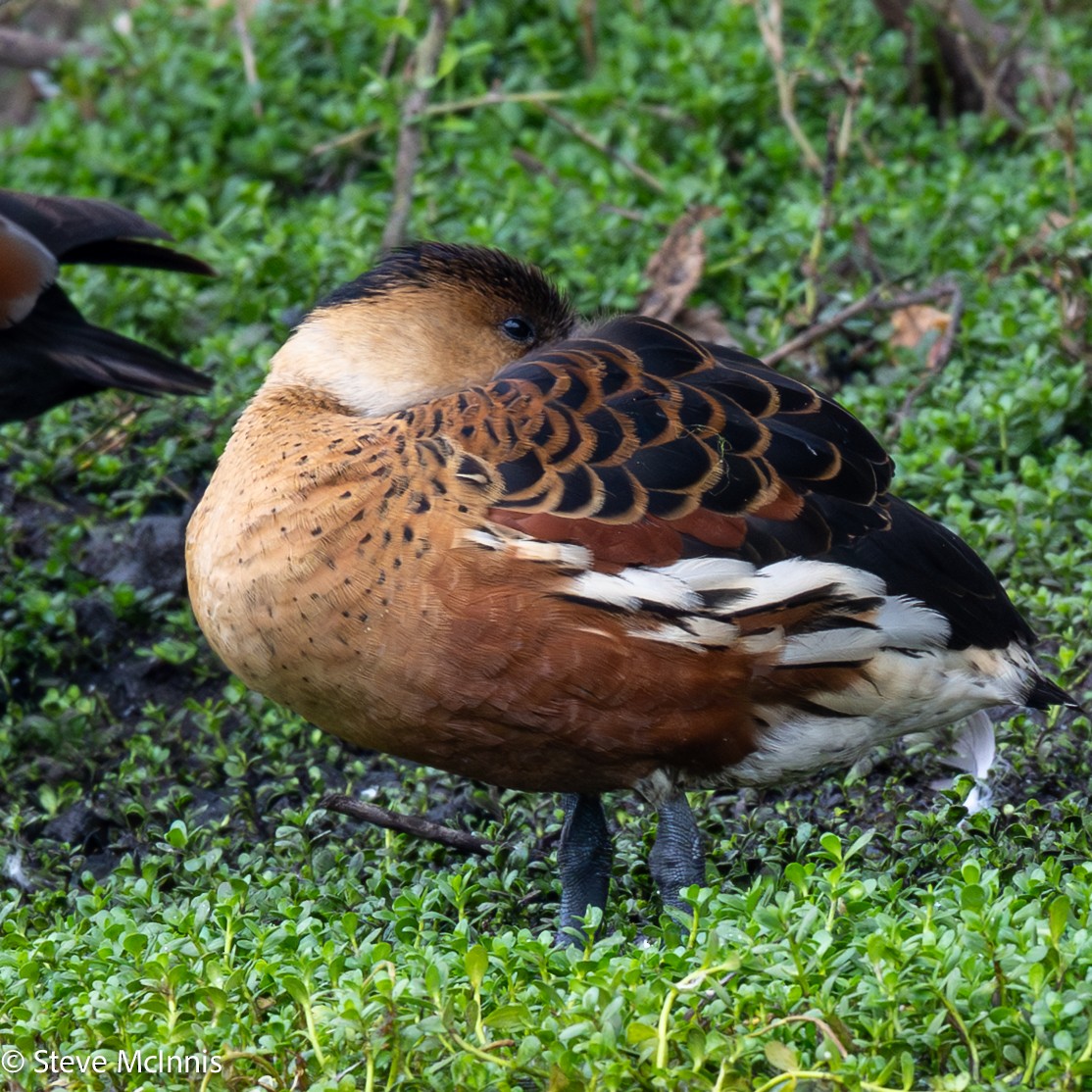 Wandering Whistling-Duck - ML646658395