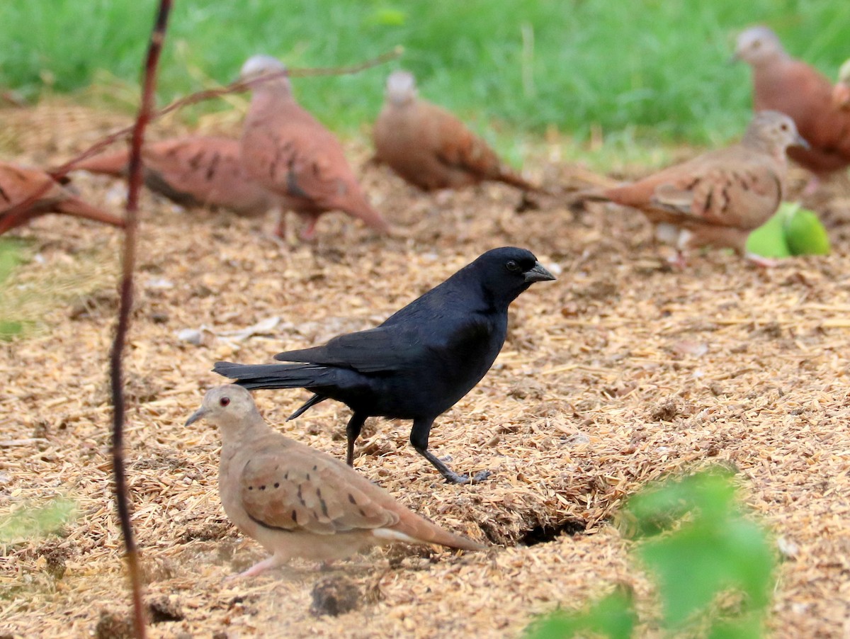 Screaming Cowbird - ML646658396