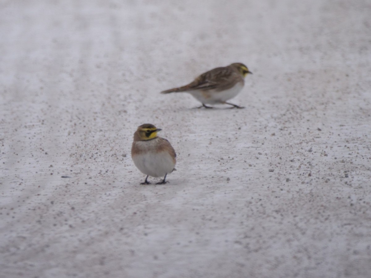 Horned Lark - ML646658397