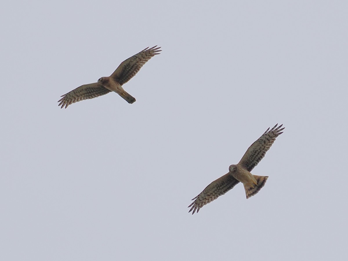 Northern Harrier - ML646658398