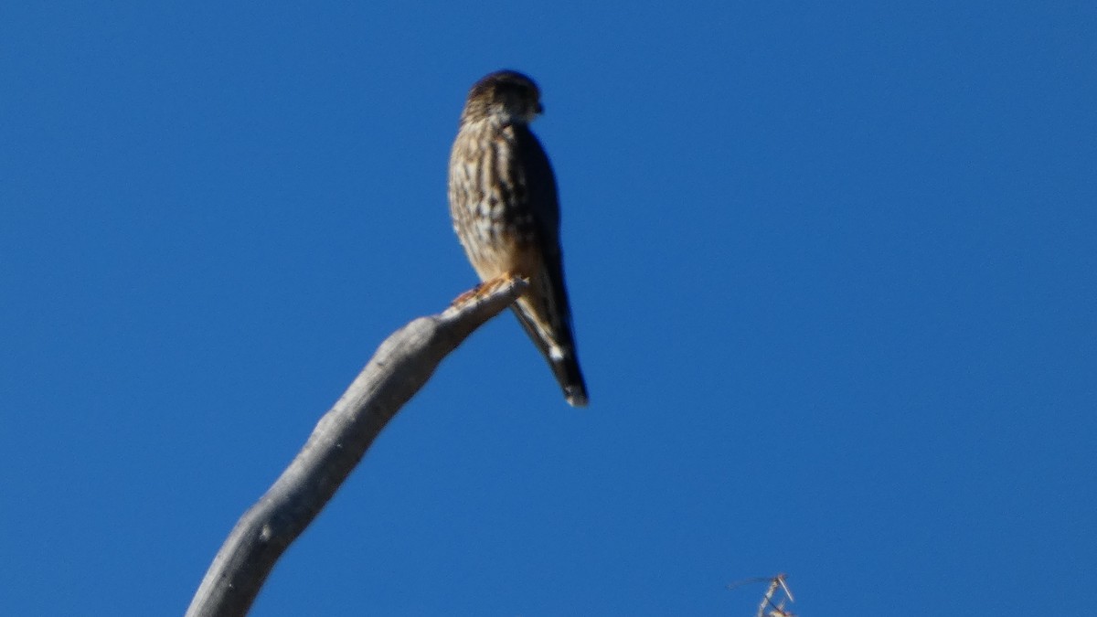 Merlin (Prairie) - ML646658399