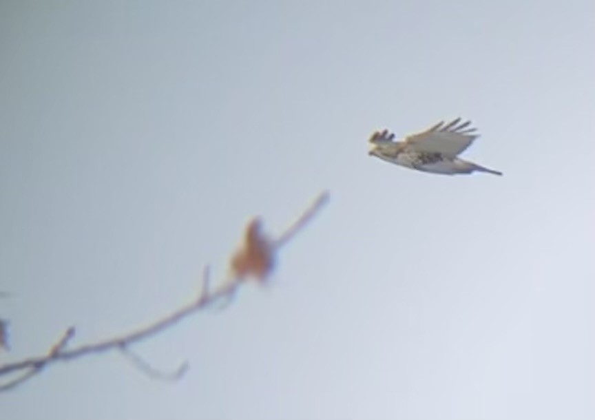 rødstjertvåk - ML646658400