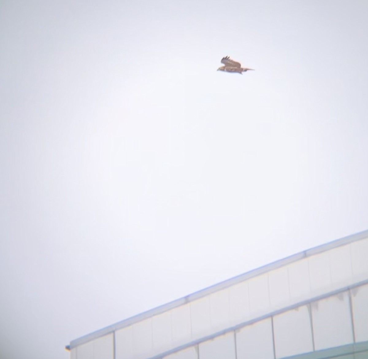 rødstjertvåk - ML646658401