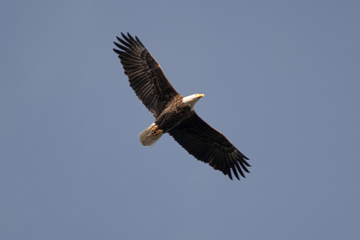 Bald Eagle - ML646658402