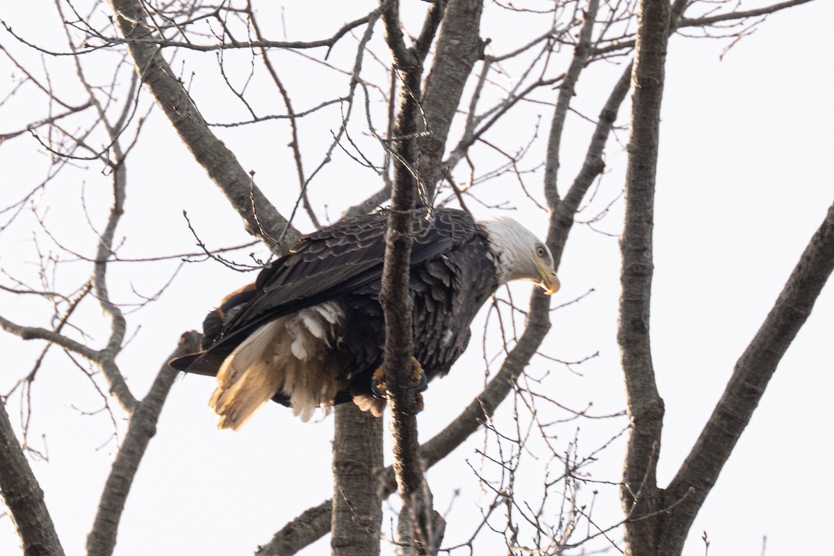 Bald Eagle - ML646658403
