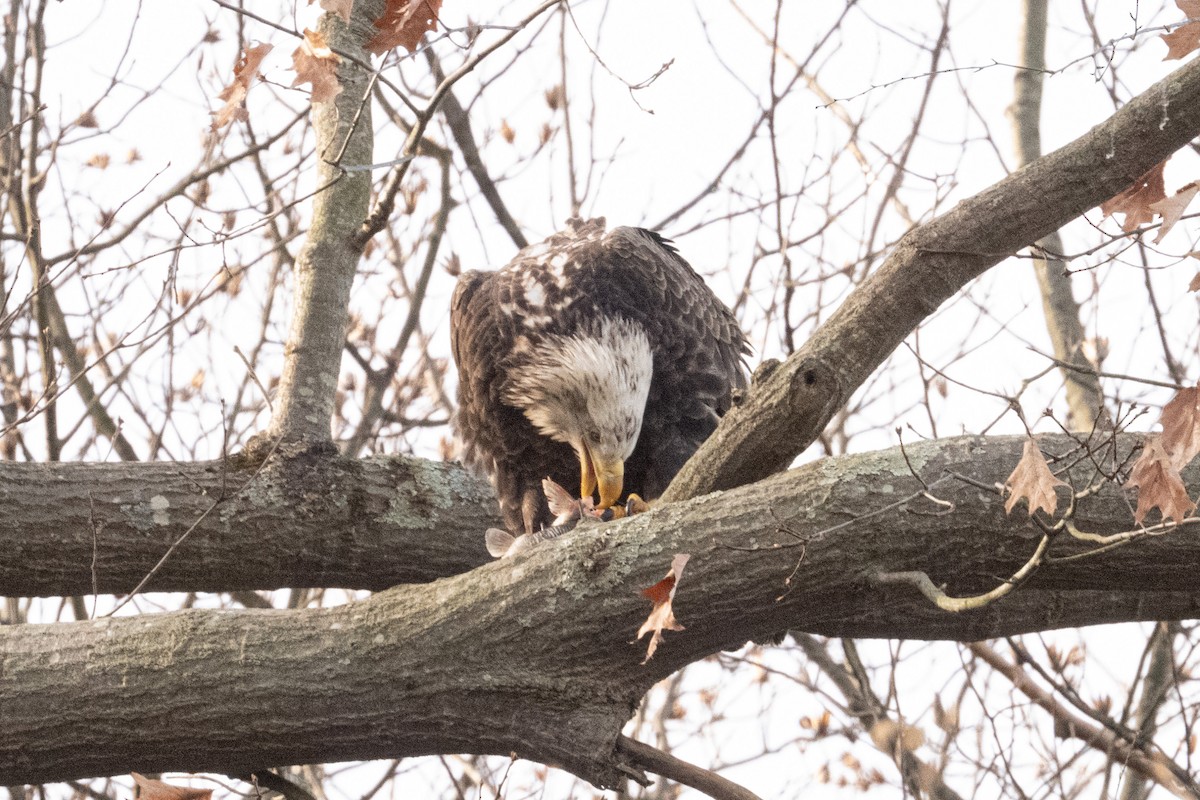 Bald Eagle - ML646658404