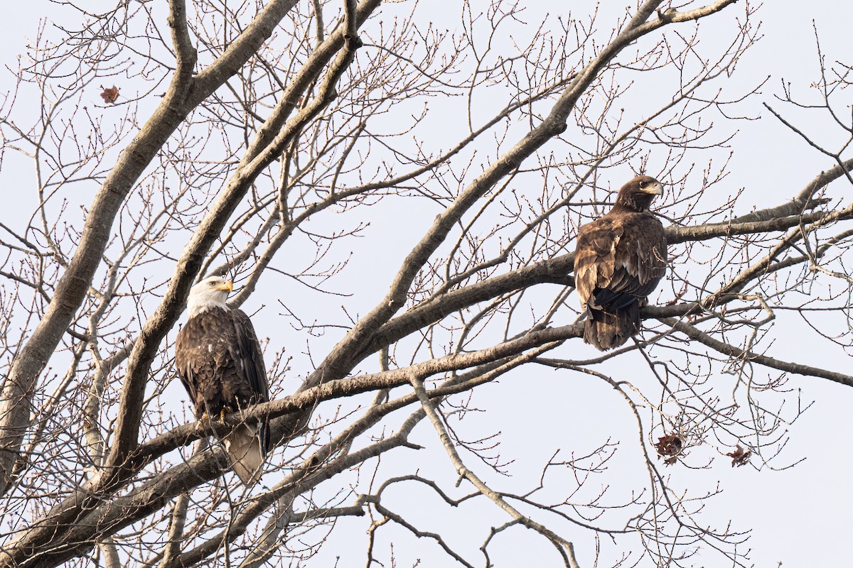 Bald Eagle - ML646658405