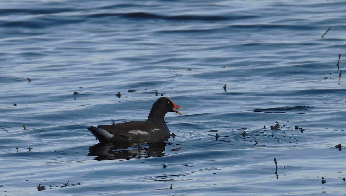 Amerika Sutavuğu - ML646658406