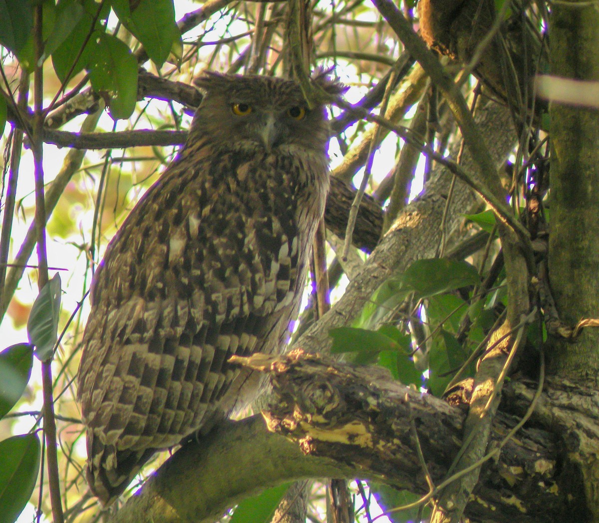 ketupa rybí - ML646658407