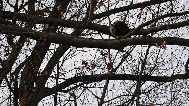 Bald Eagle - ML646658408