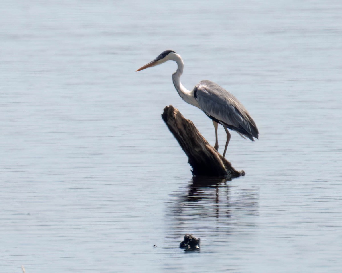 Cocoi Heron - ML646658409