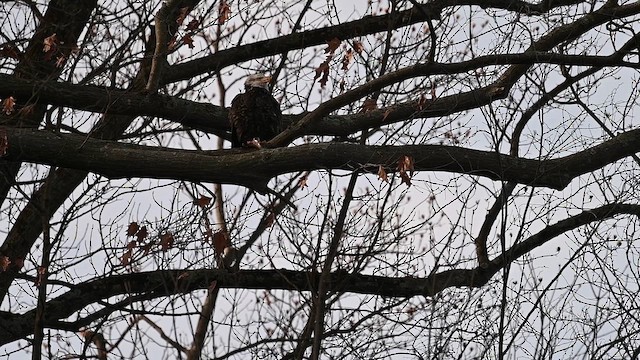 Bald Eagle - ML646658410