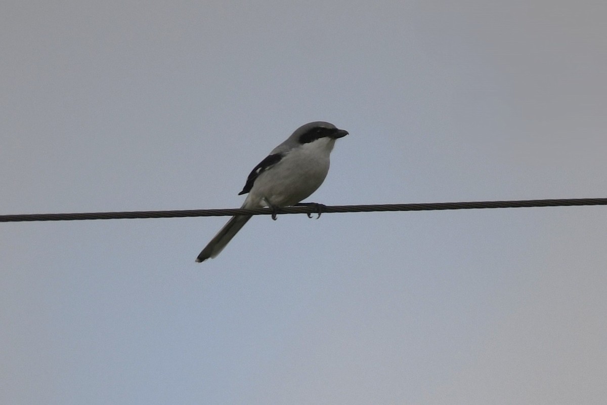Loggerhead Shrike - ML646658418