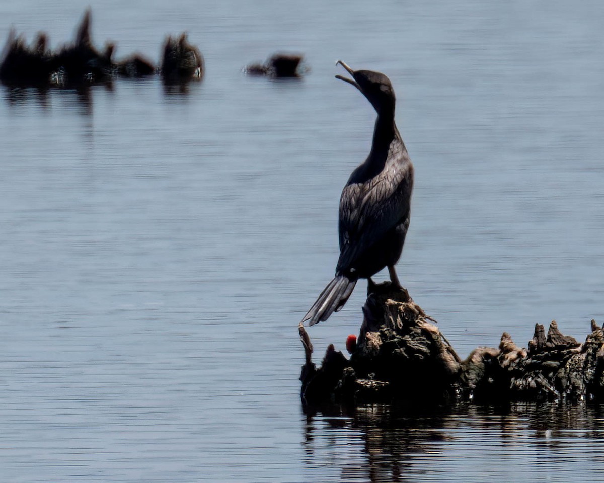 Neotropic Cormorant - ML646658420