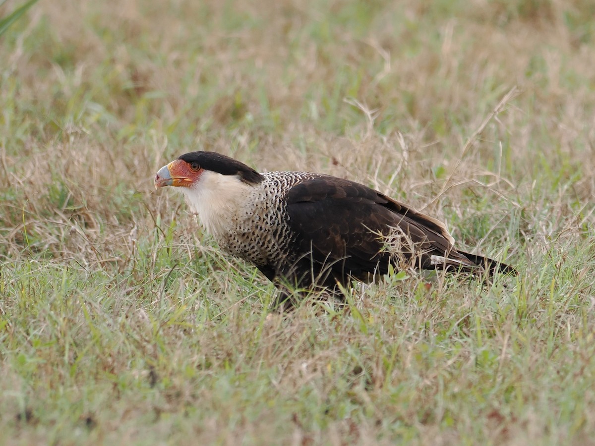 gribbkarakara - ML646658422