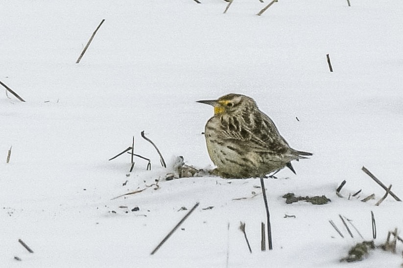 Western Meadowlark - ML646658426