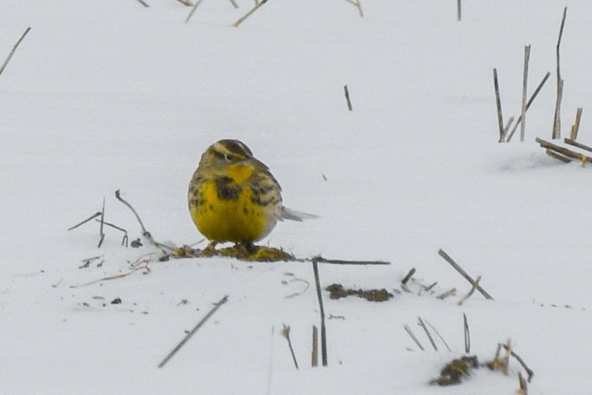 Western Meadowlark - ML646658427