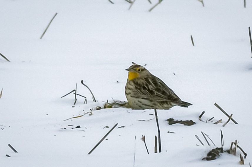 Western Meadowlark - ML646658428