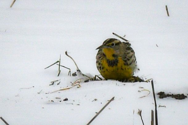 Western Meadowlark - ML646658429