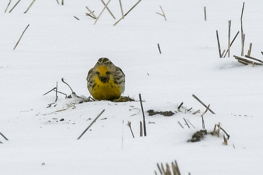 Western Meadowlark - ML646658430