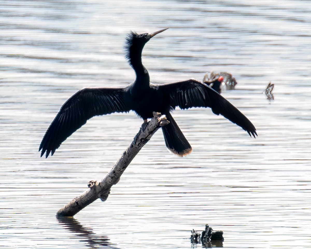 Anhinga - ML646658431