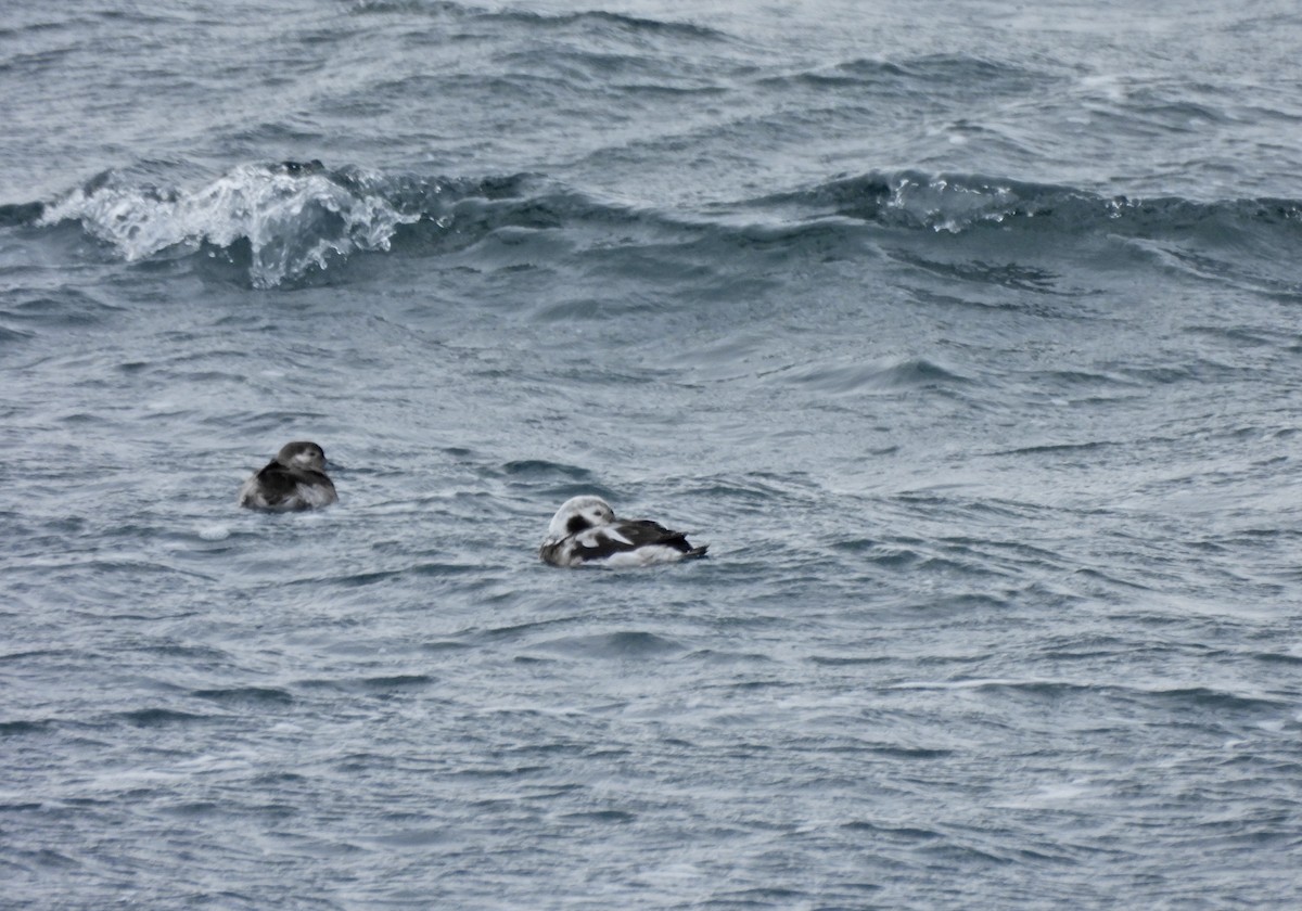 Морянка - ML646658432