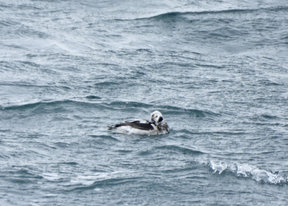 Морянка - ML646658433