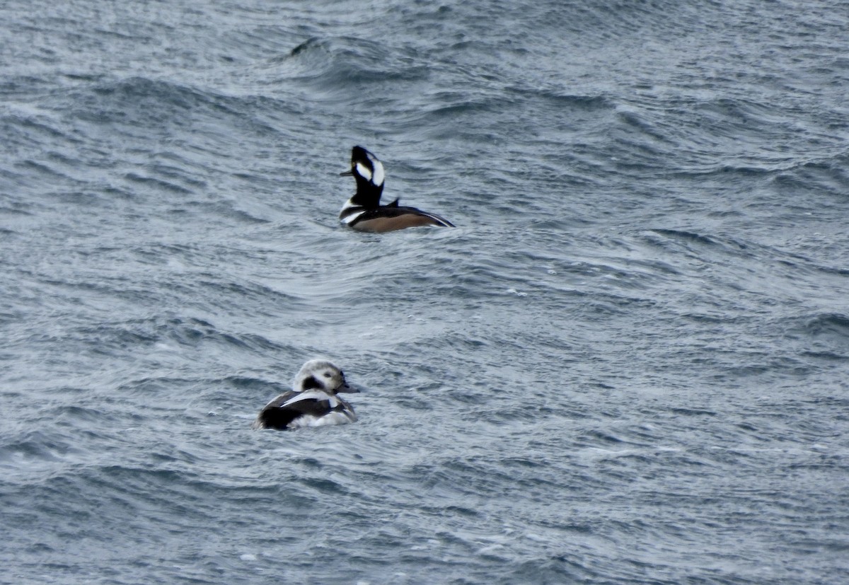 Морянка - ML646658434