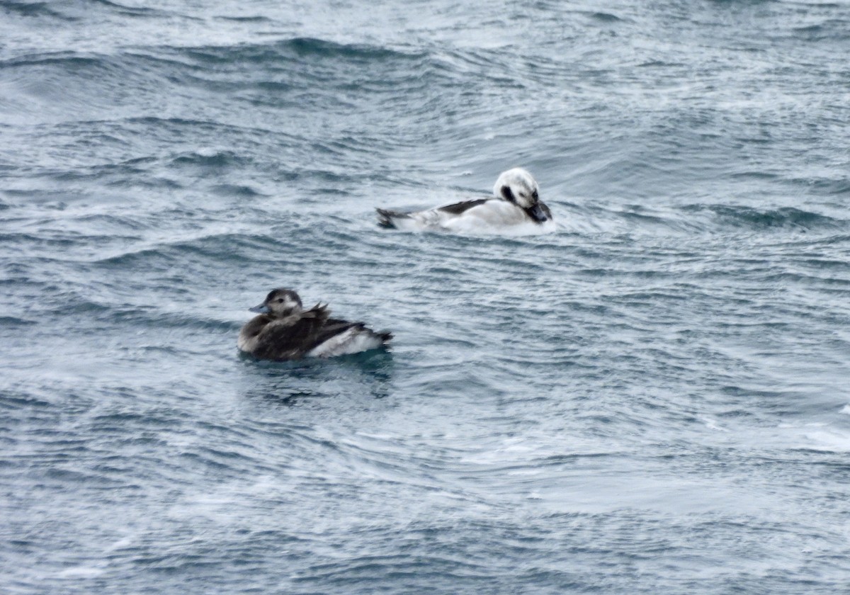 Морянка - ML646658435