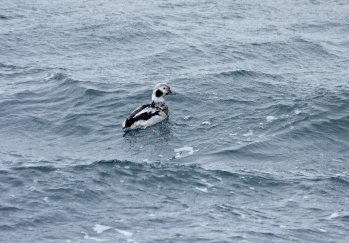 Морянка - ML646658436